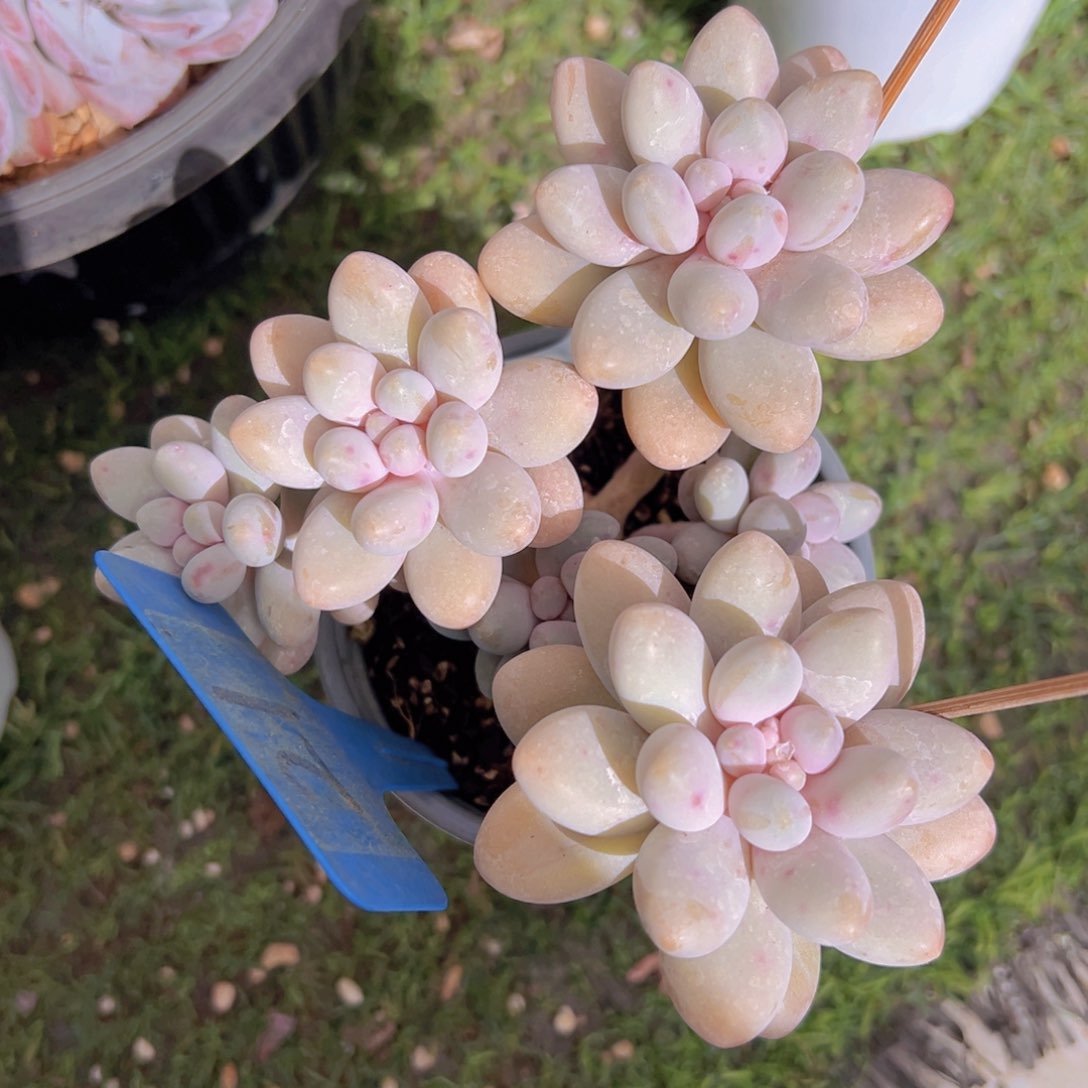 香玉的故事是一个人的故事吗