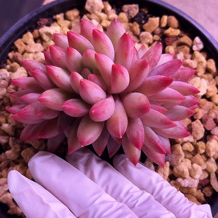 我是你的小可爱啊我的大可爱我