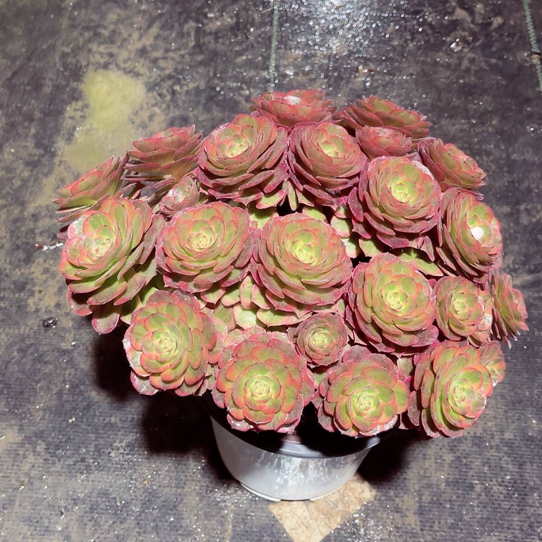 法师多肉哈哈哈哈