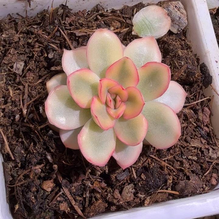 糖心猎户座锦多肉植物