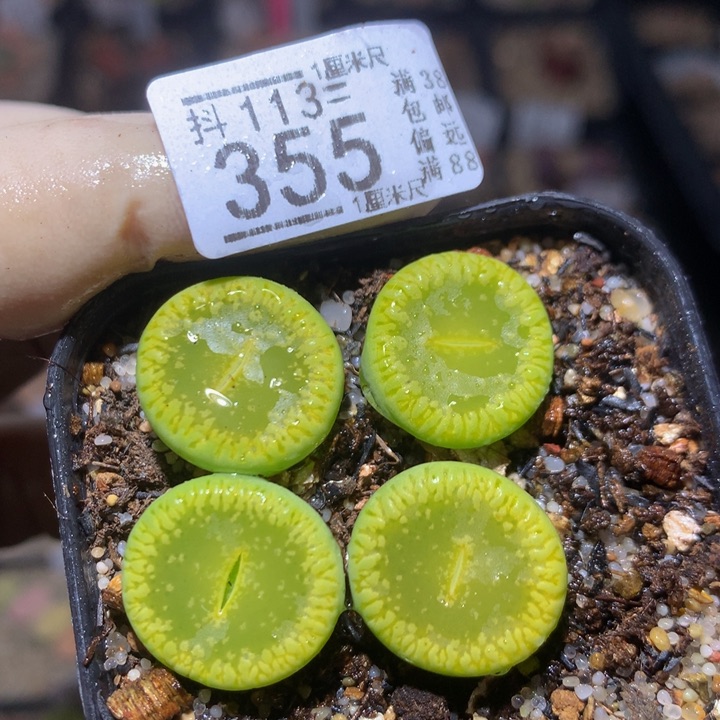 精品生石花113.355