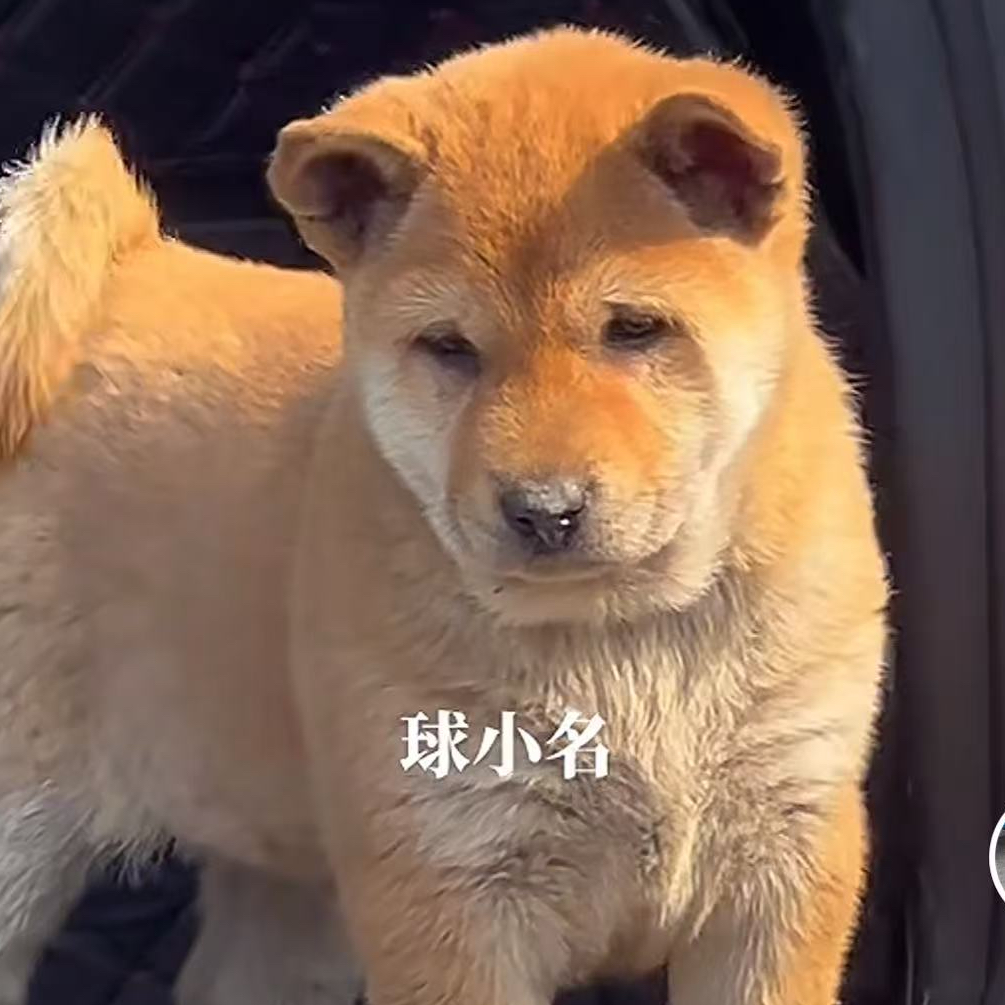田园犬黄狗白面四眼五黑中华田园犬土狗幼犬土松广东