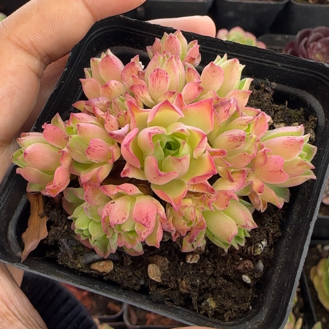 L638半城玫瑰新品不含盆土