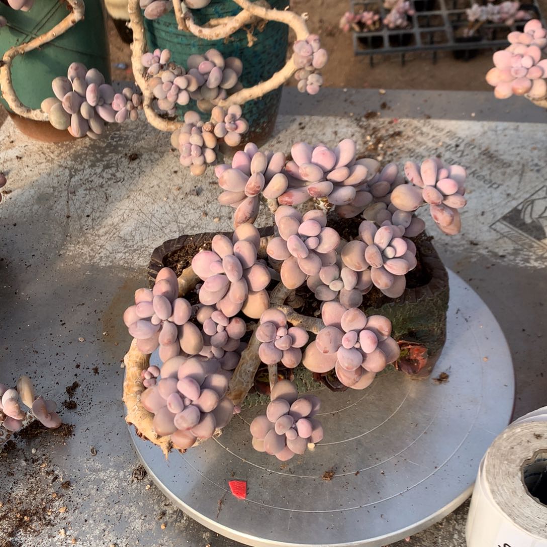 桃蛋老桩不带盆58号