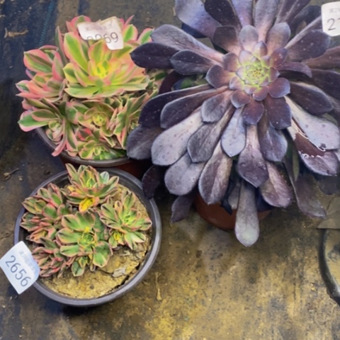 3盆多肉植物2136