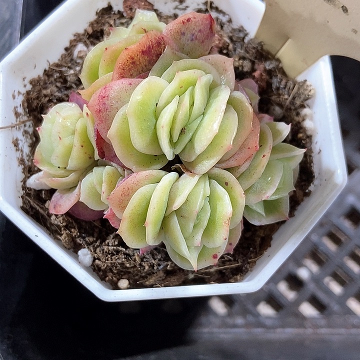 多肉植物冰玫瑰7233