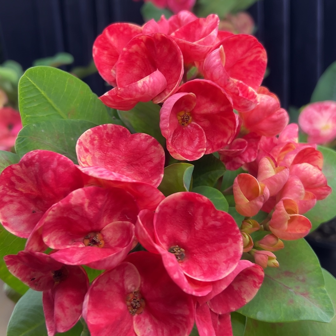 兴旺泰国大花虎刺梅