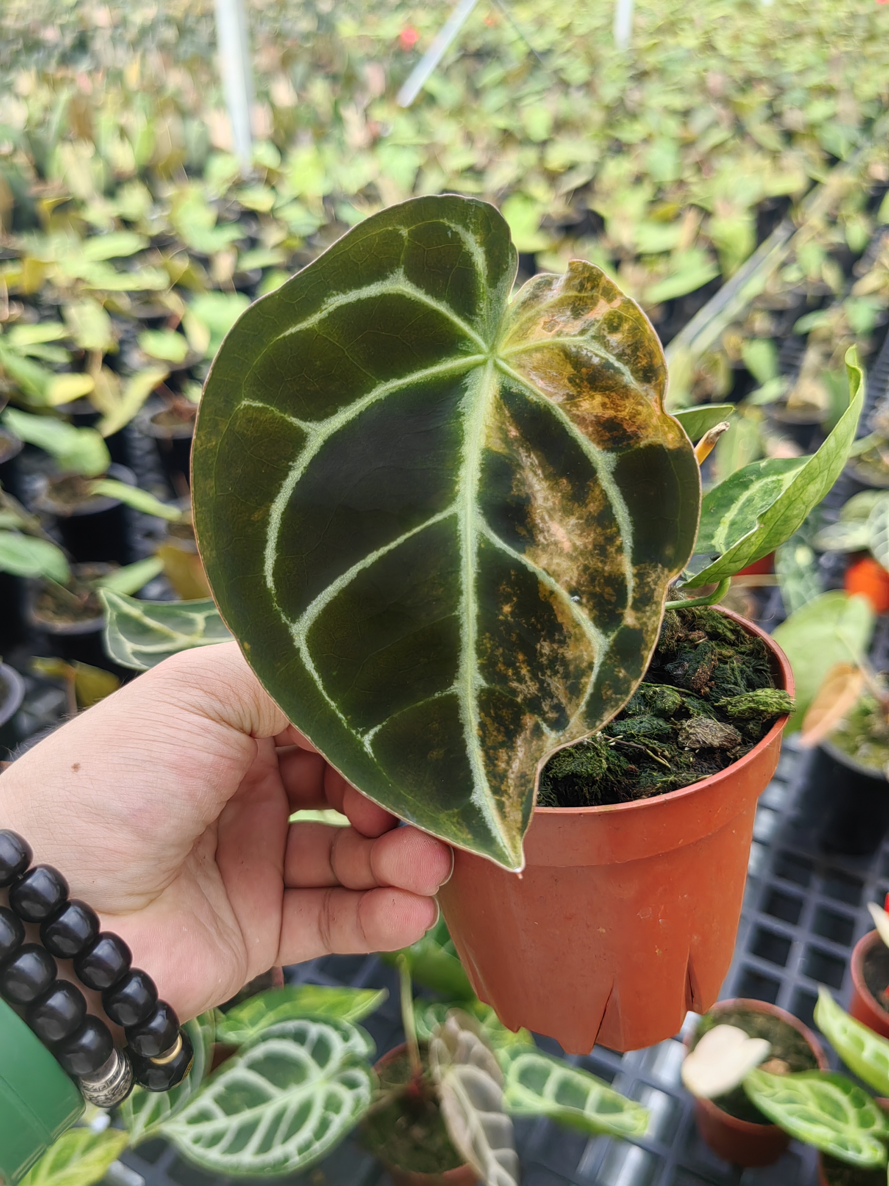热植基地水晶花烛 锦化水晶
