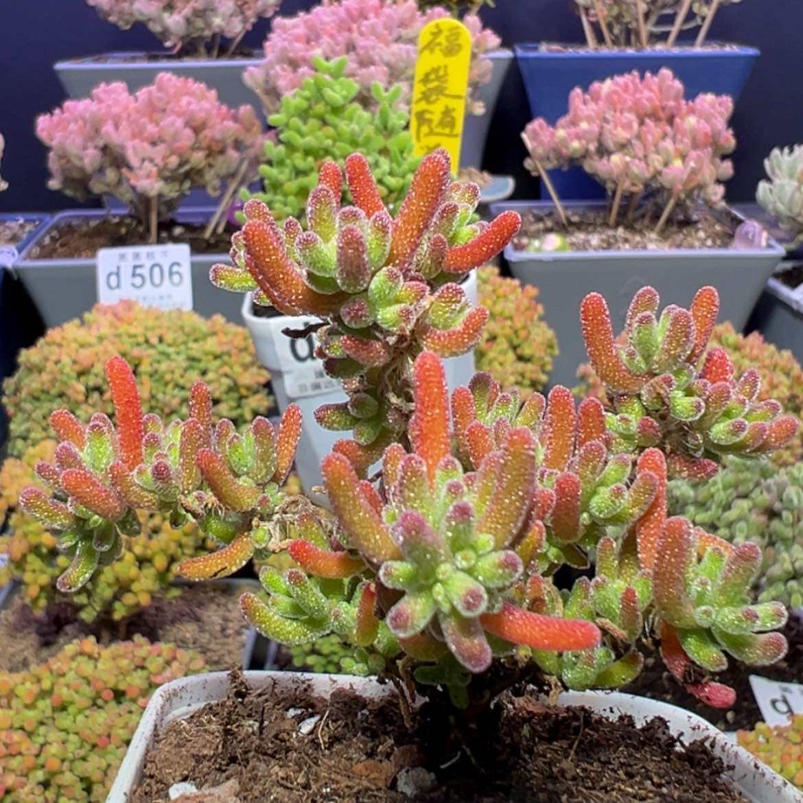 【闪购商品】d509冰川枝干番杏