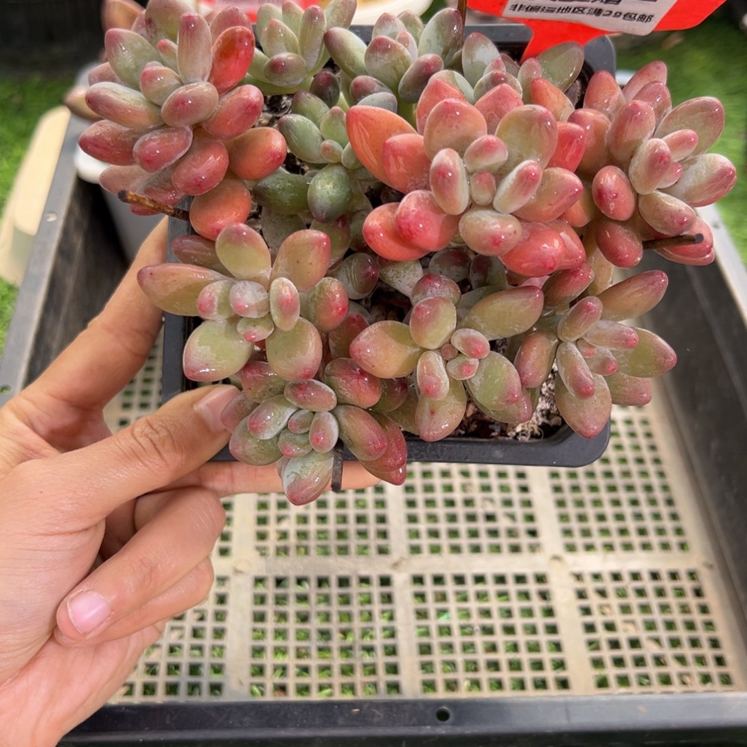 表妹精品多肉1500.