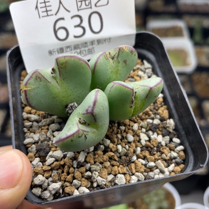 佳人园艺新年福利啦将630