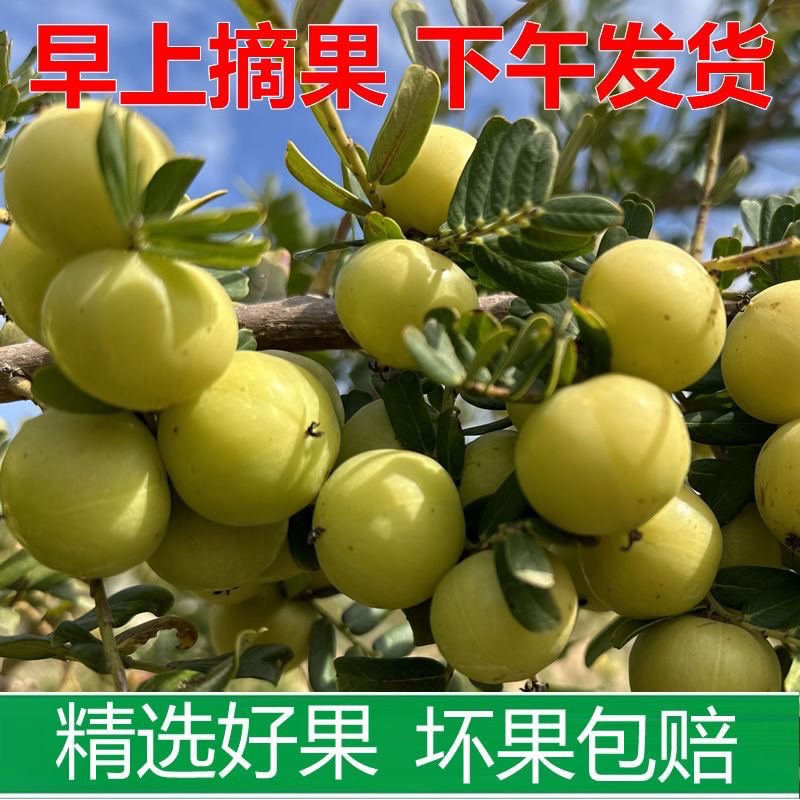 自家果园高山饼甜油甘青油甘果活动价拍2斤送半斤