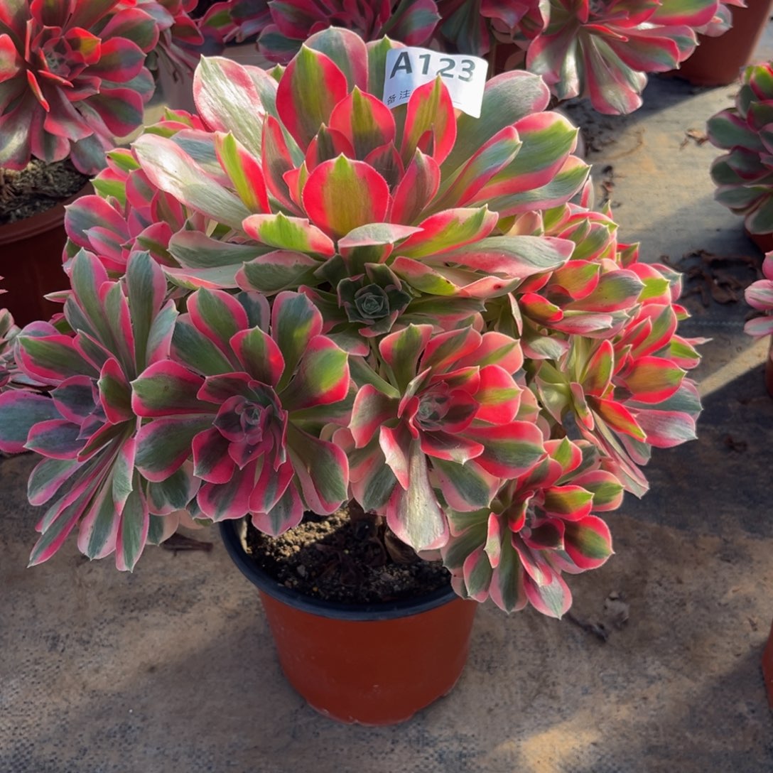 多肉植物粉女郎123多肉