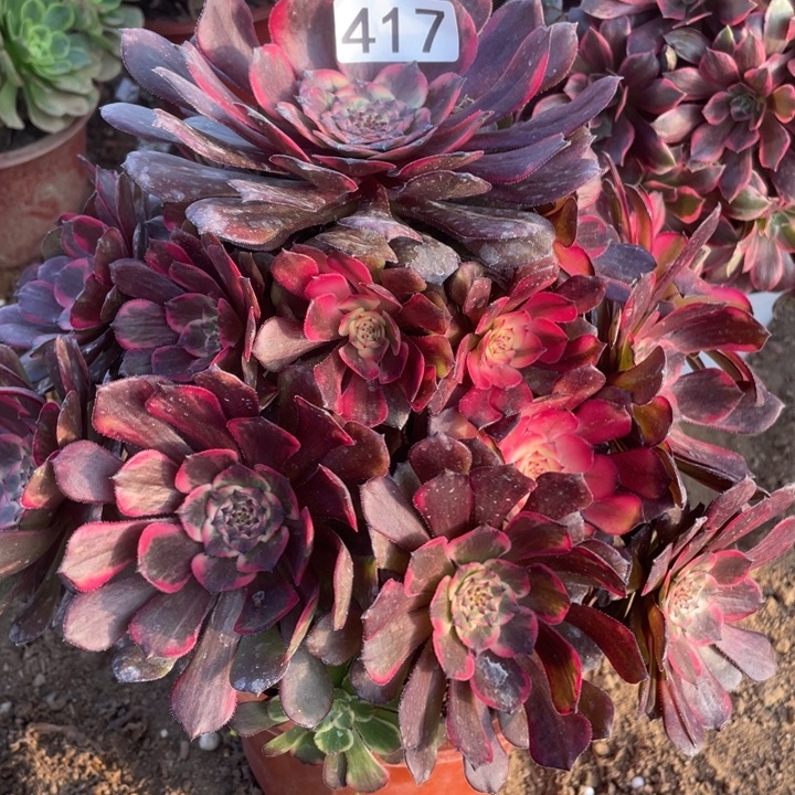 美***来无花朵417烟花多肉植物