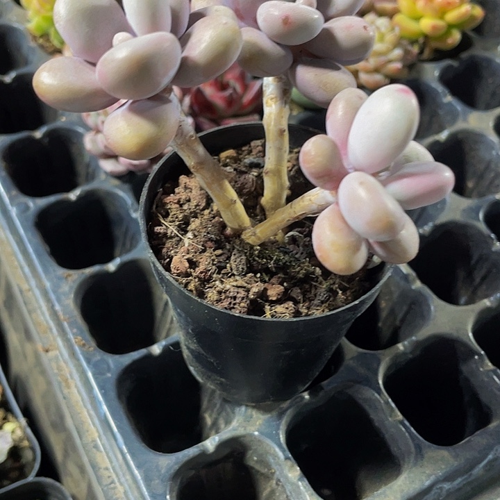 三头老桩桃蛋带盆