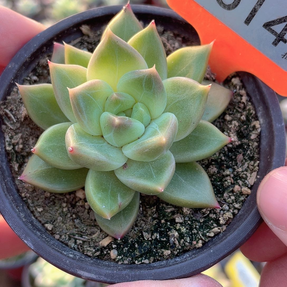 黄真伊暗纹614号多肉