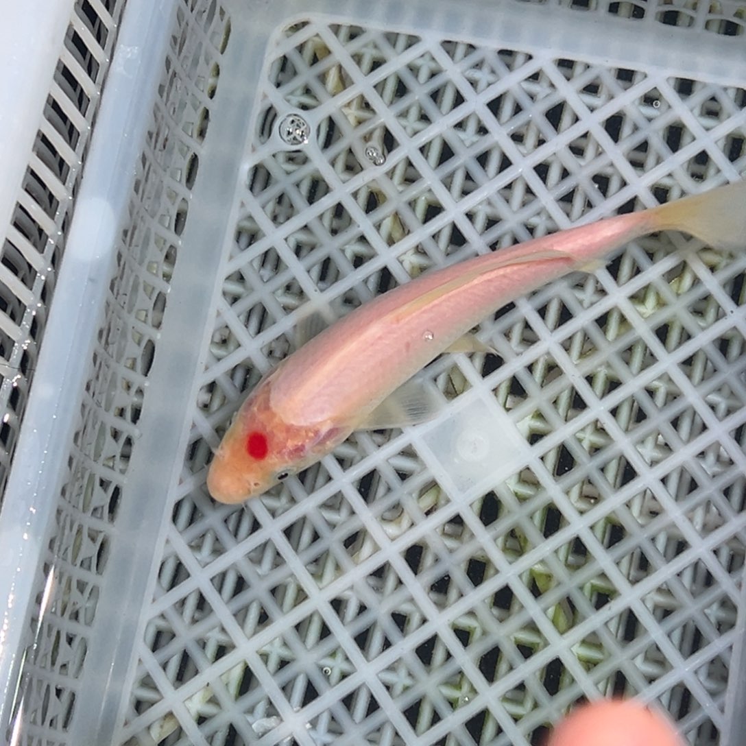 锦鲤锦鲤观赏鱼1111