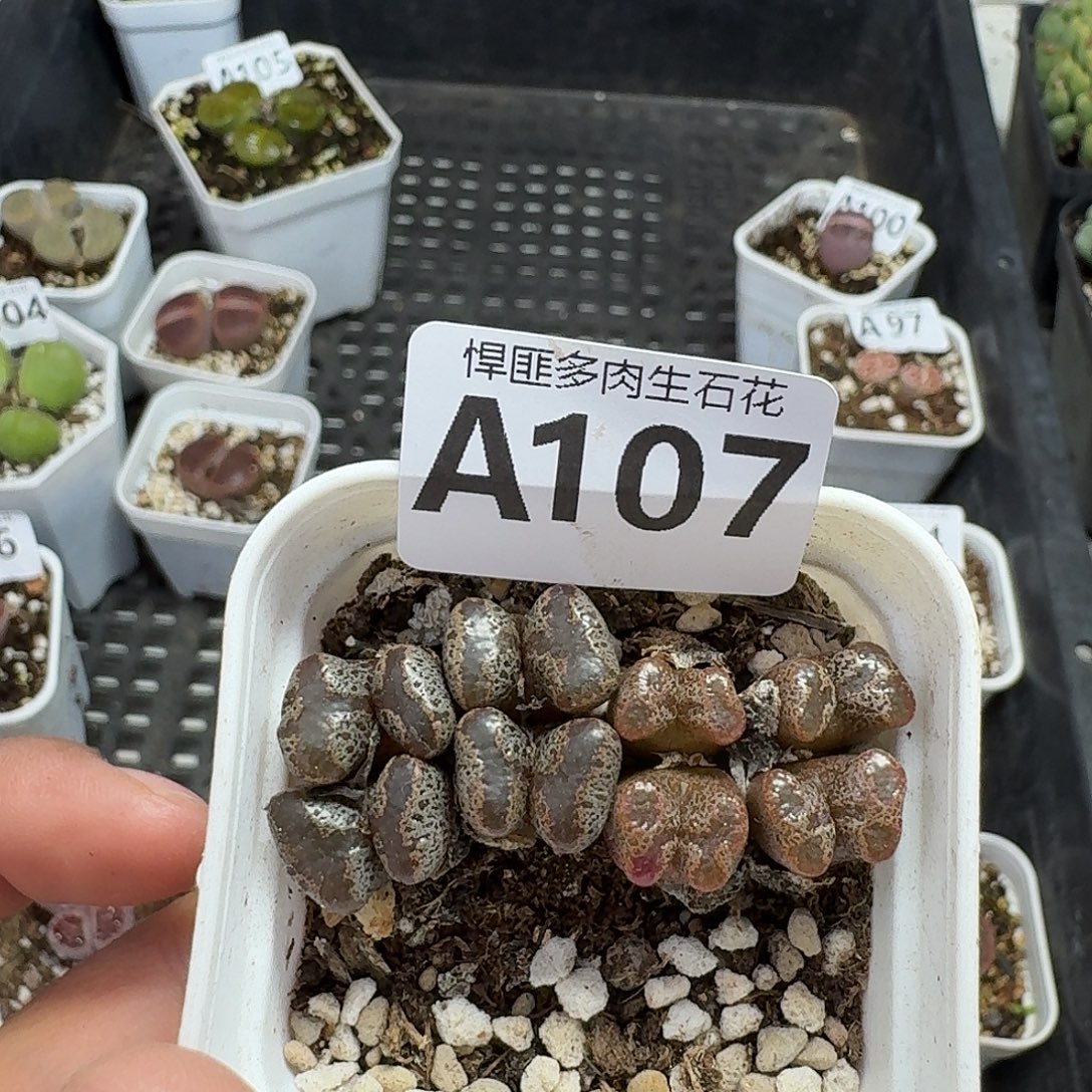 107多肉植物多肉植物