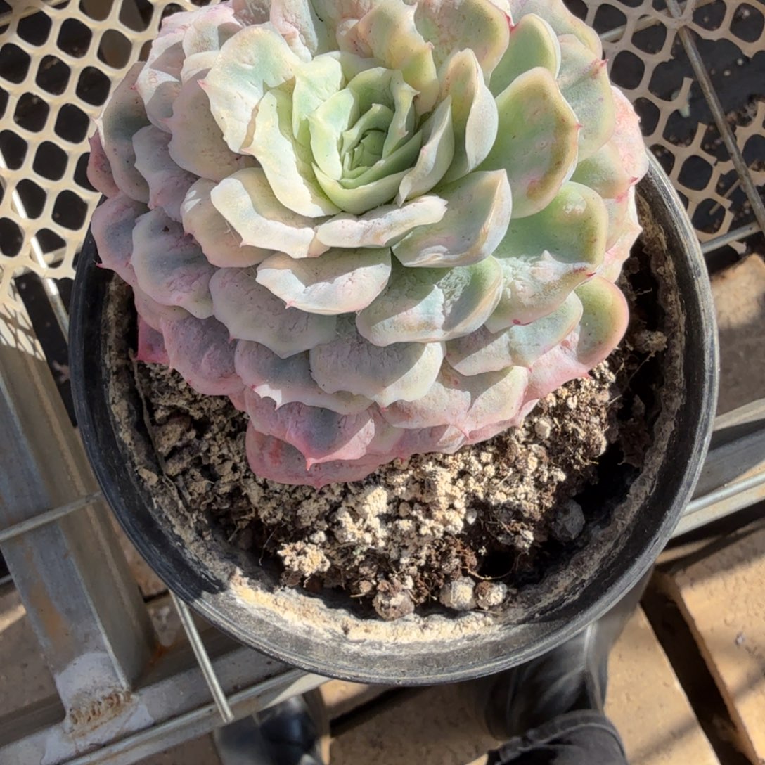 蕃****无花朵肉肉肉肉肉肉肉肉肉肉