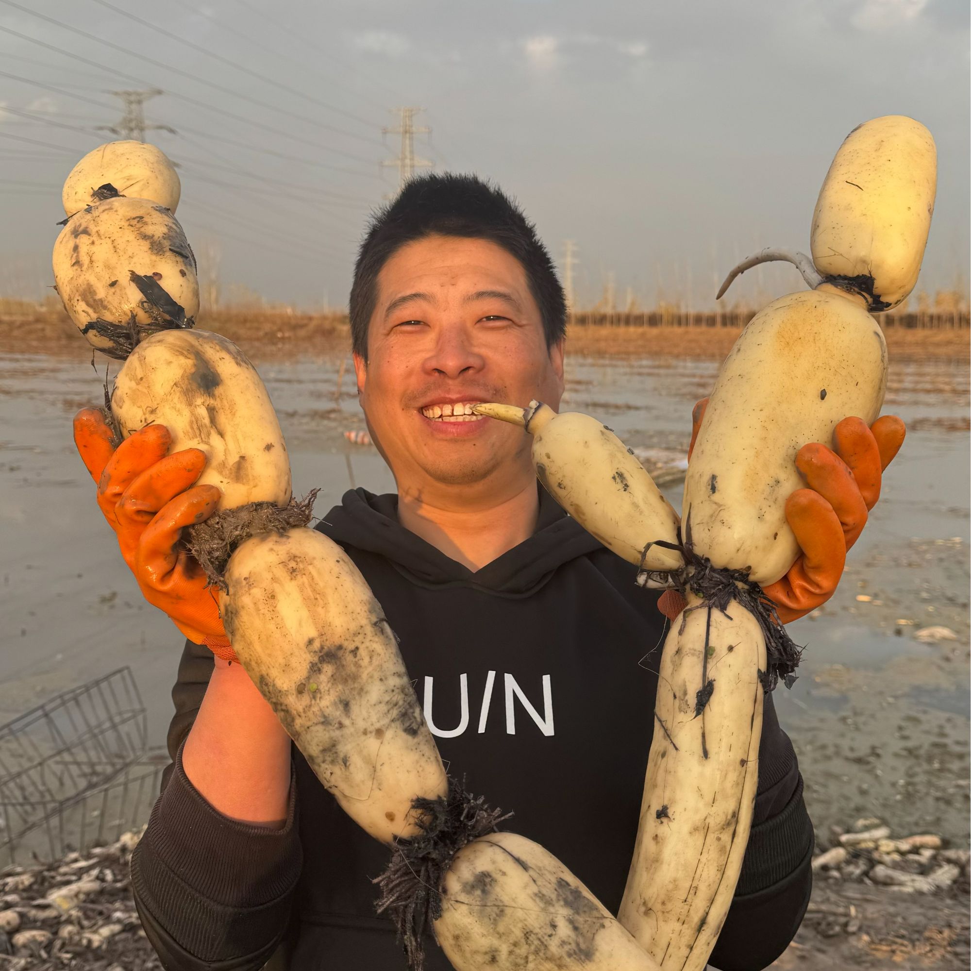 【州州优选】白洋淀水果莲藕新鲜脆藕嫩凉拌现挖藕片生吃清甜脆口