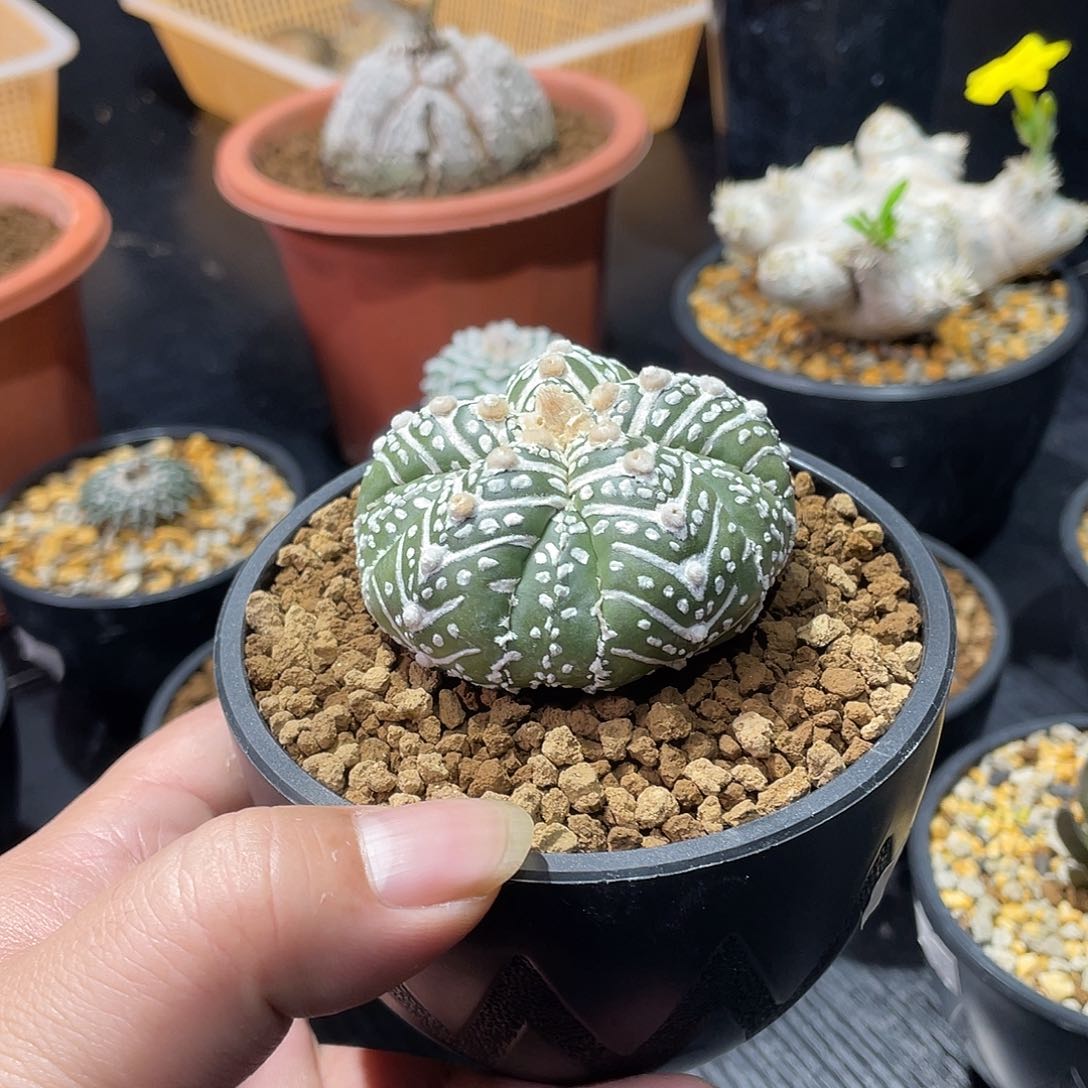 v兜带盆包邮发货