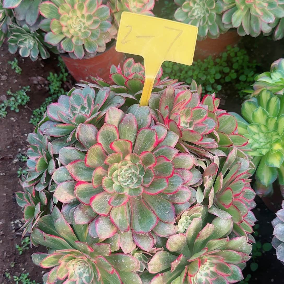 2-7---莲花座多头多肉