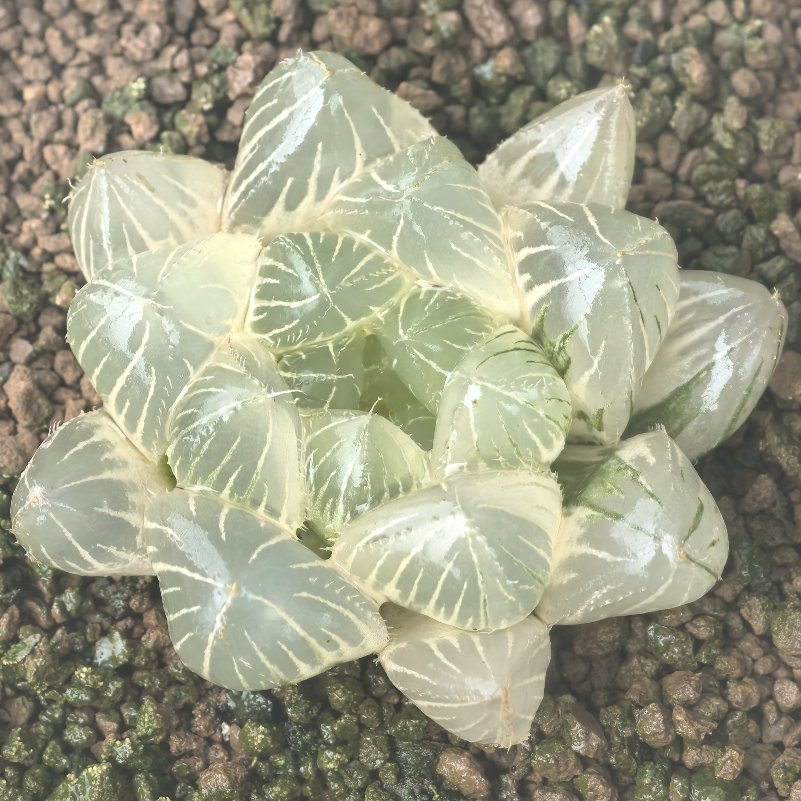 多肉植物十二卷赤线玉露锦5-6厘米，带原盆土发货，包邮。