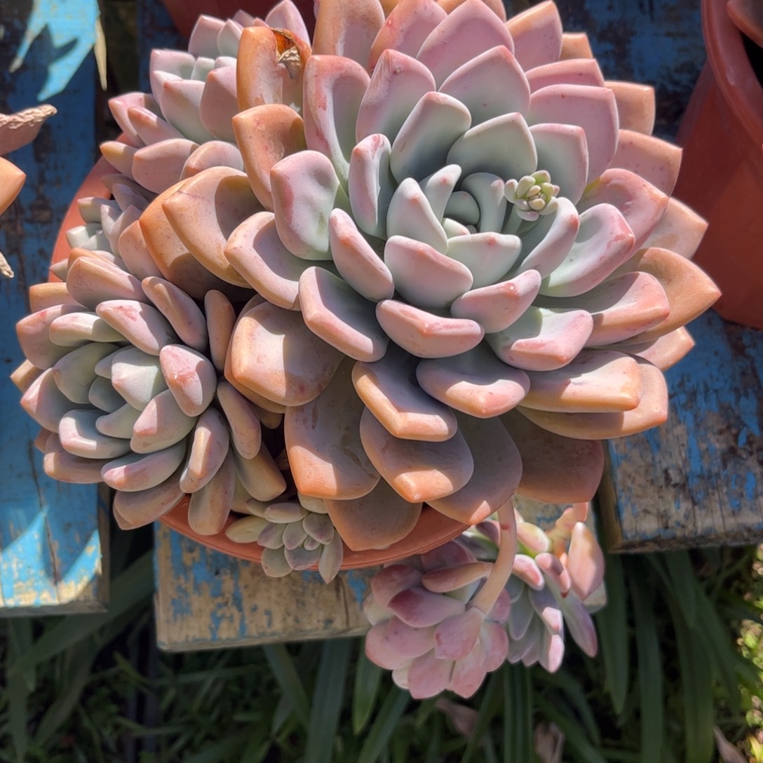 新疆西藏内蒙不发货，奥普