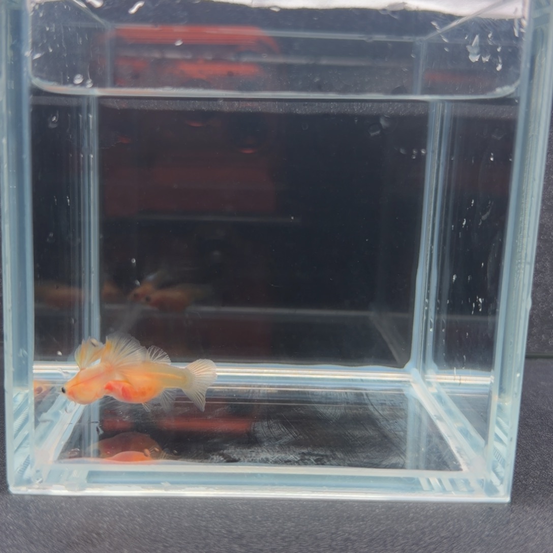 孔雀鱼幻彩粉猫短体。1对