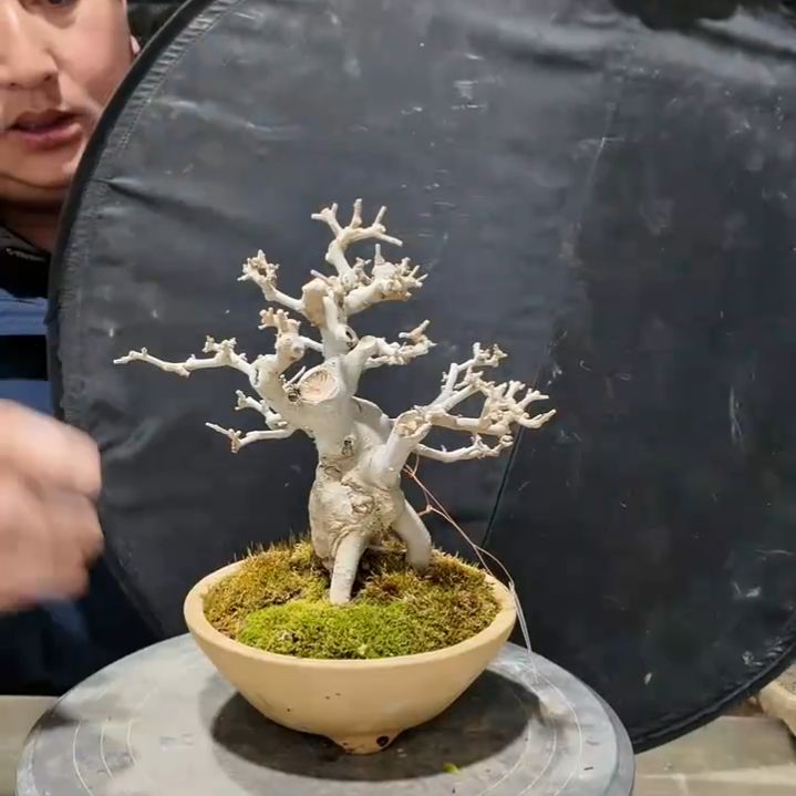 无花朵对节白蜡盆景