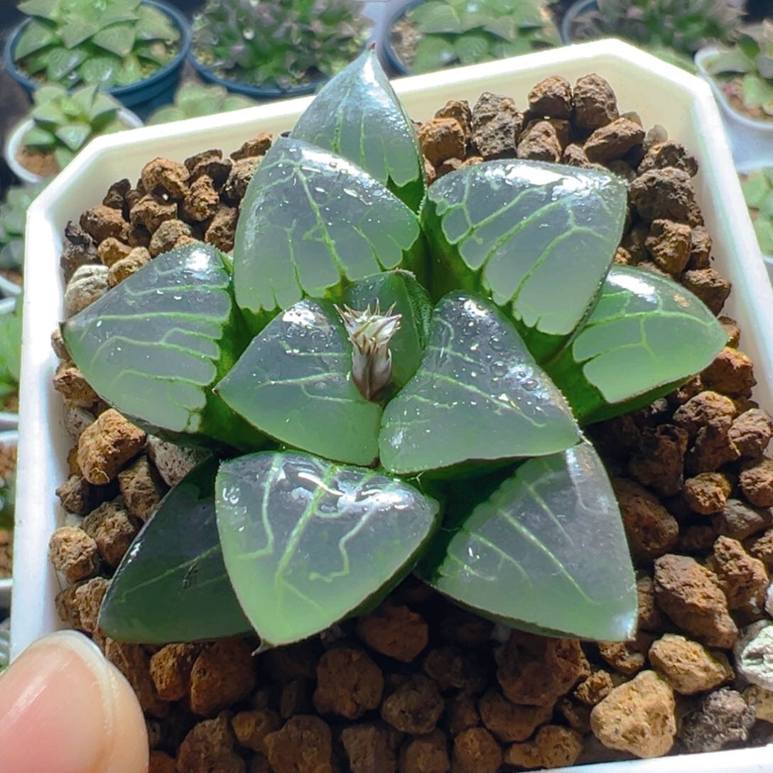 雅典娜玉露多肉多肉多肉