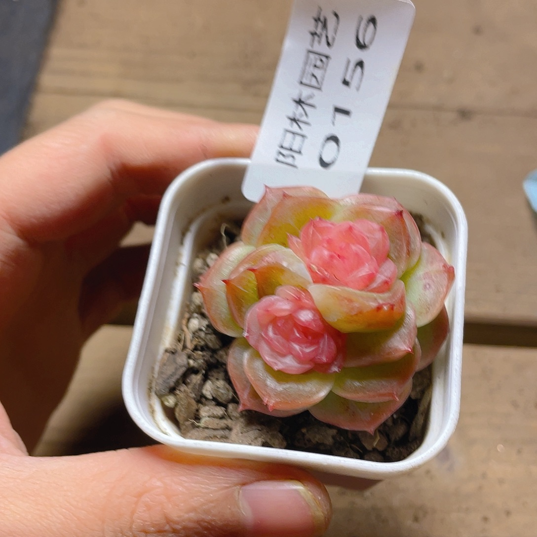 我***烤多肉植物多肉植物156