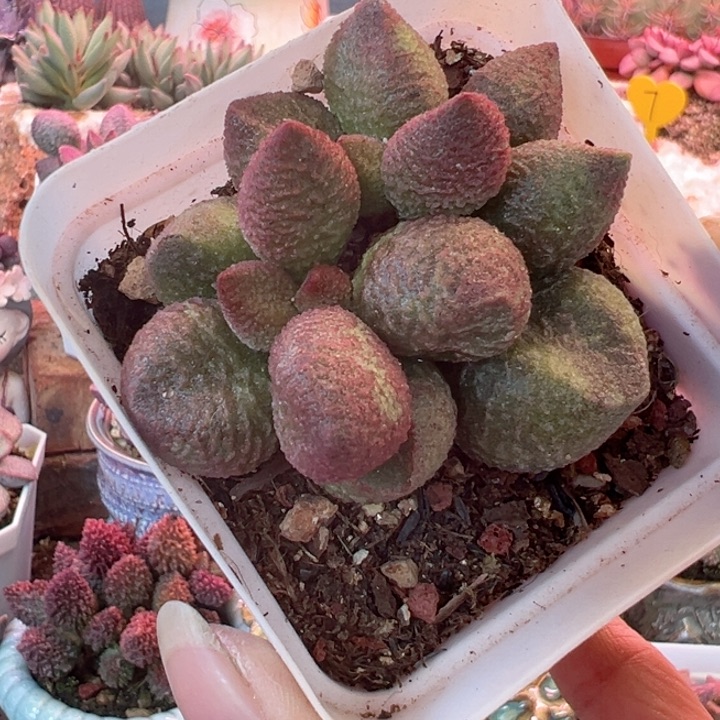 可以说是我的最爱了呀