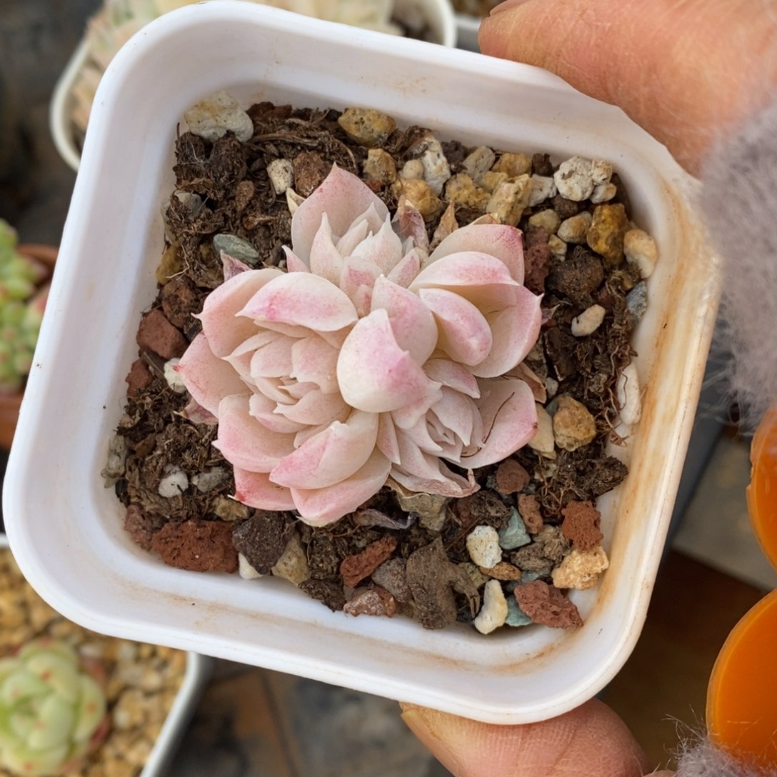 精品多肉一物一拍不包整92