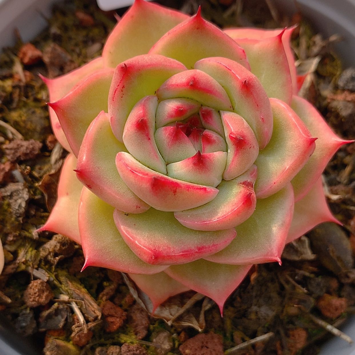 【闪购商品】云929