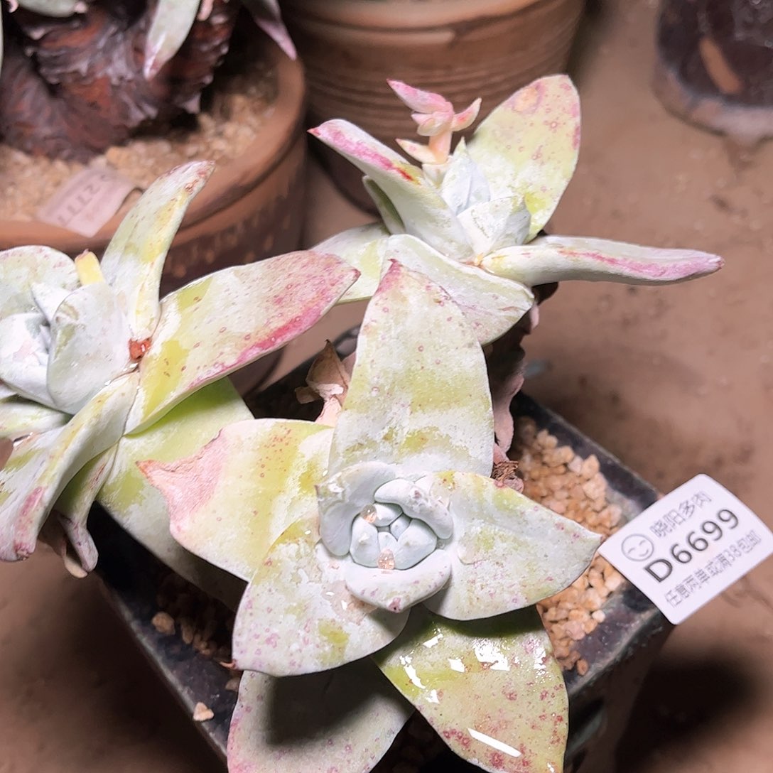 6699苹果雪山仙女杯多肉