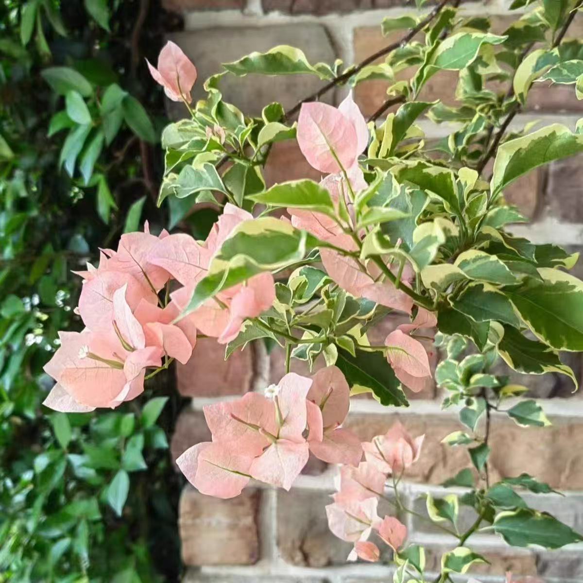 金边马斯三角梅袋苗