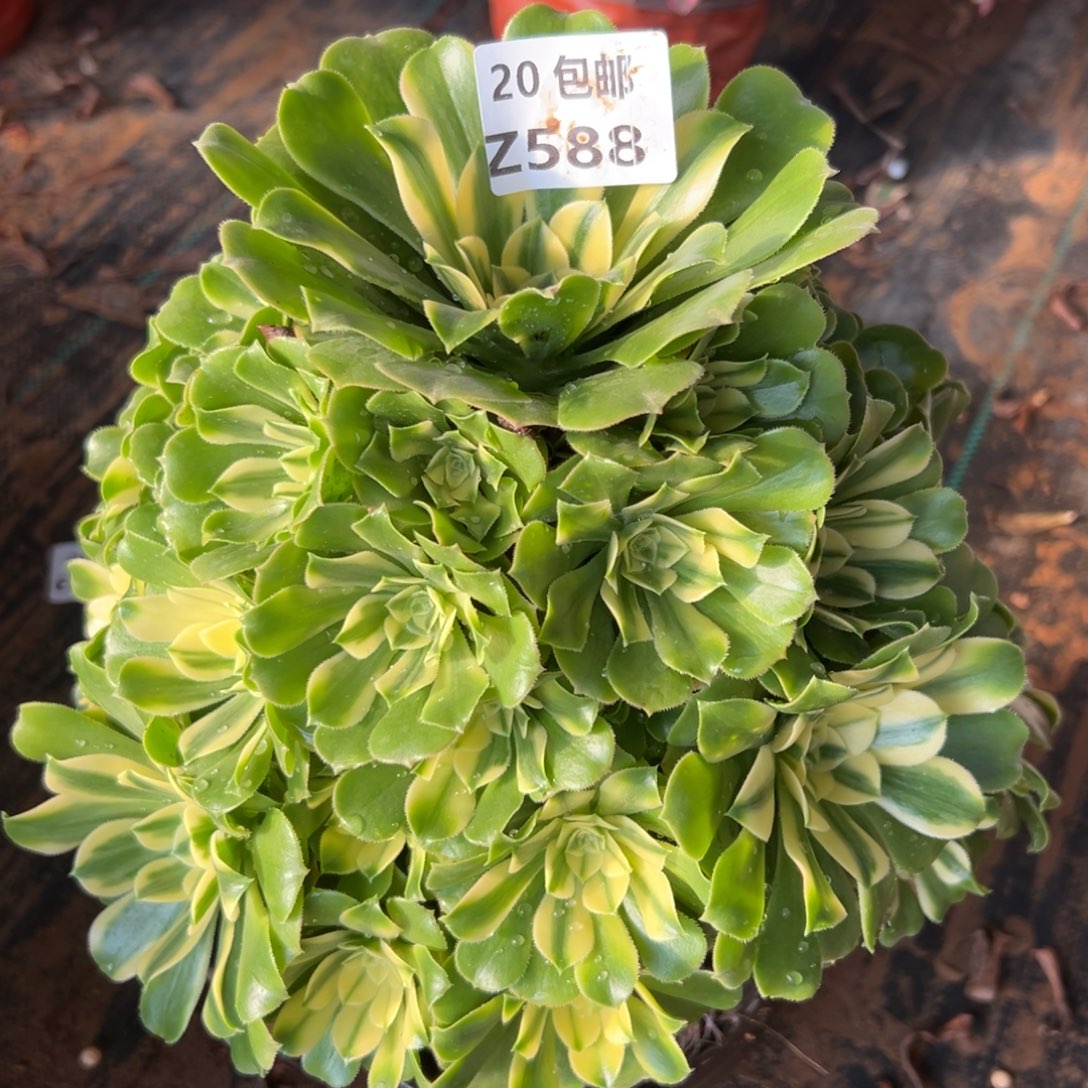 *****588新尼亚，满20包邮嘟叮熊