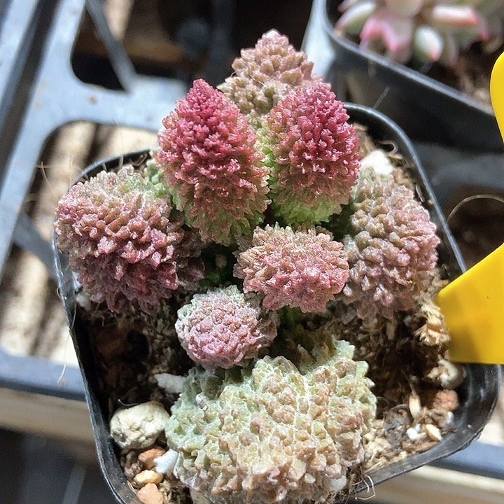 多肉植物朱子语853