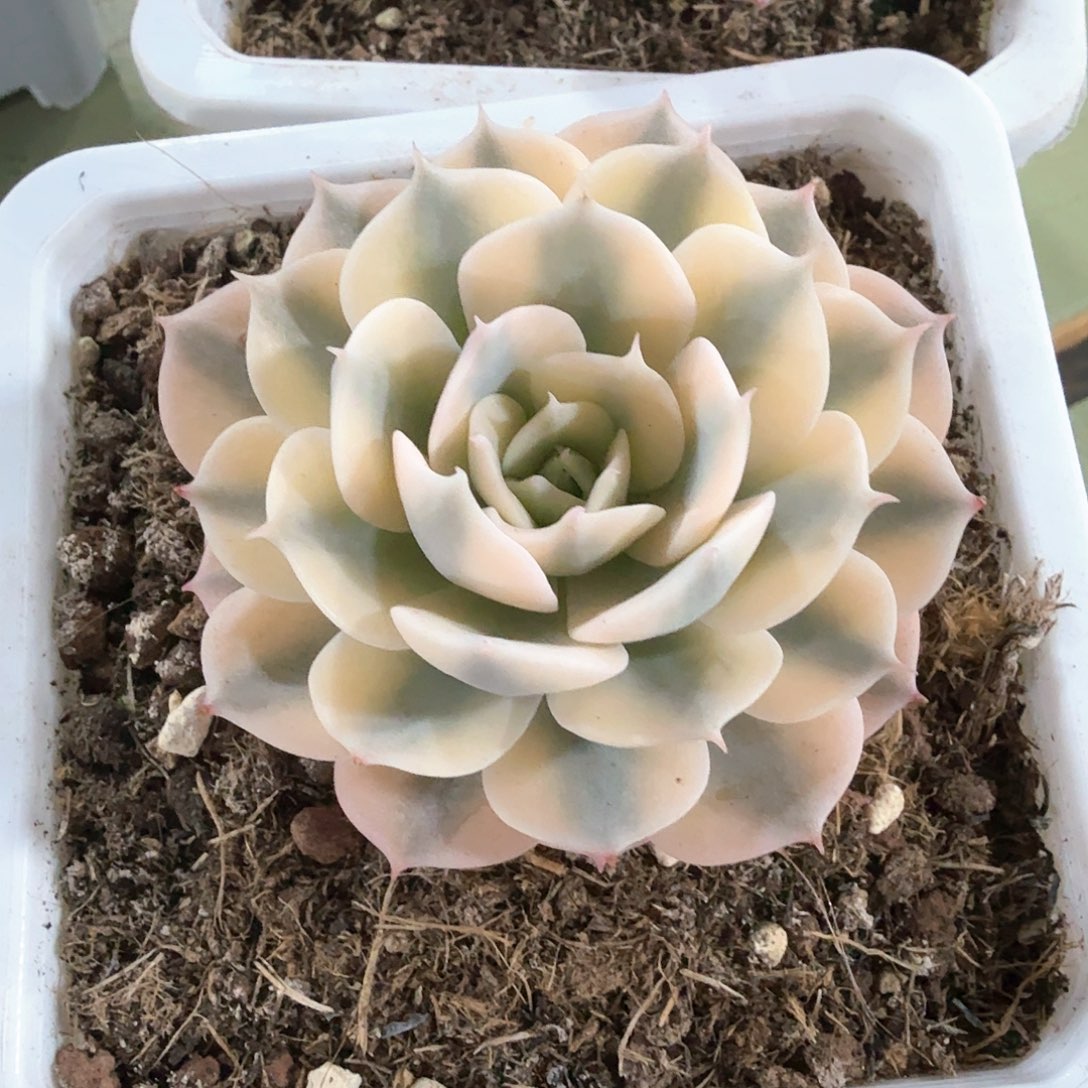 雪域白锦  锦上园艺一物一拍