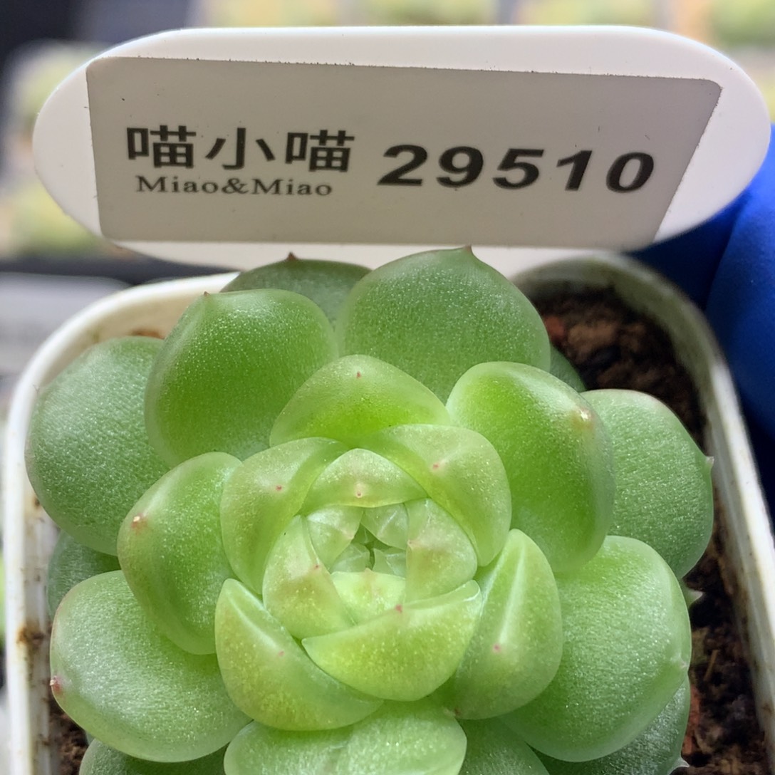 多肉植物杂交珍妮