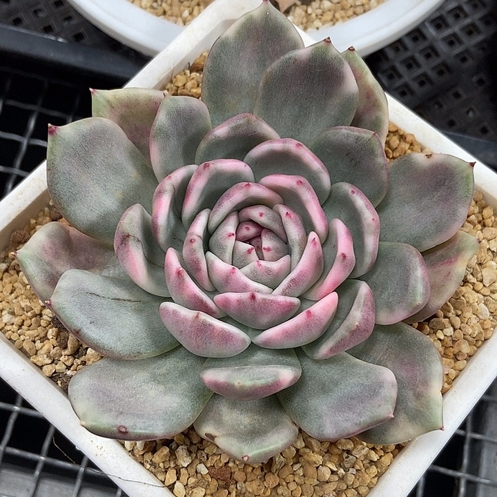 黑玫瑰锦多肉植物