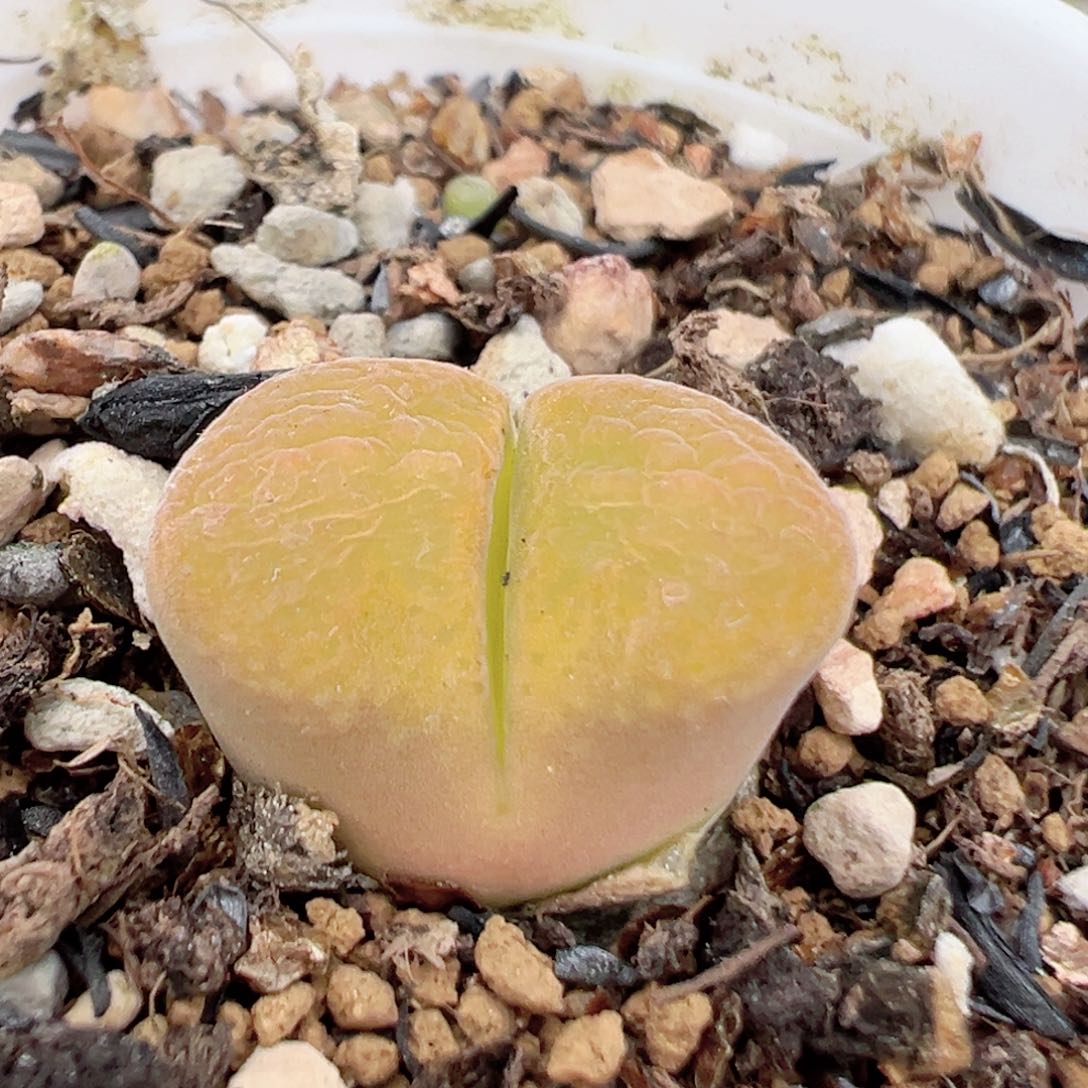 64多肉植物百科知识