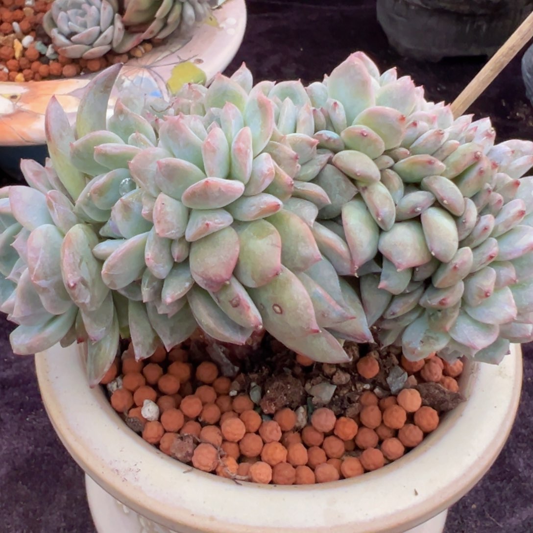 新年快乐啊宝宝们888888888