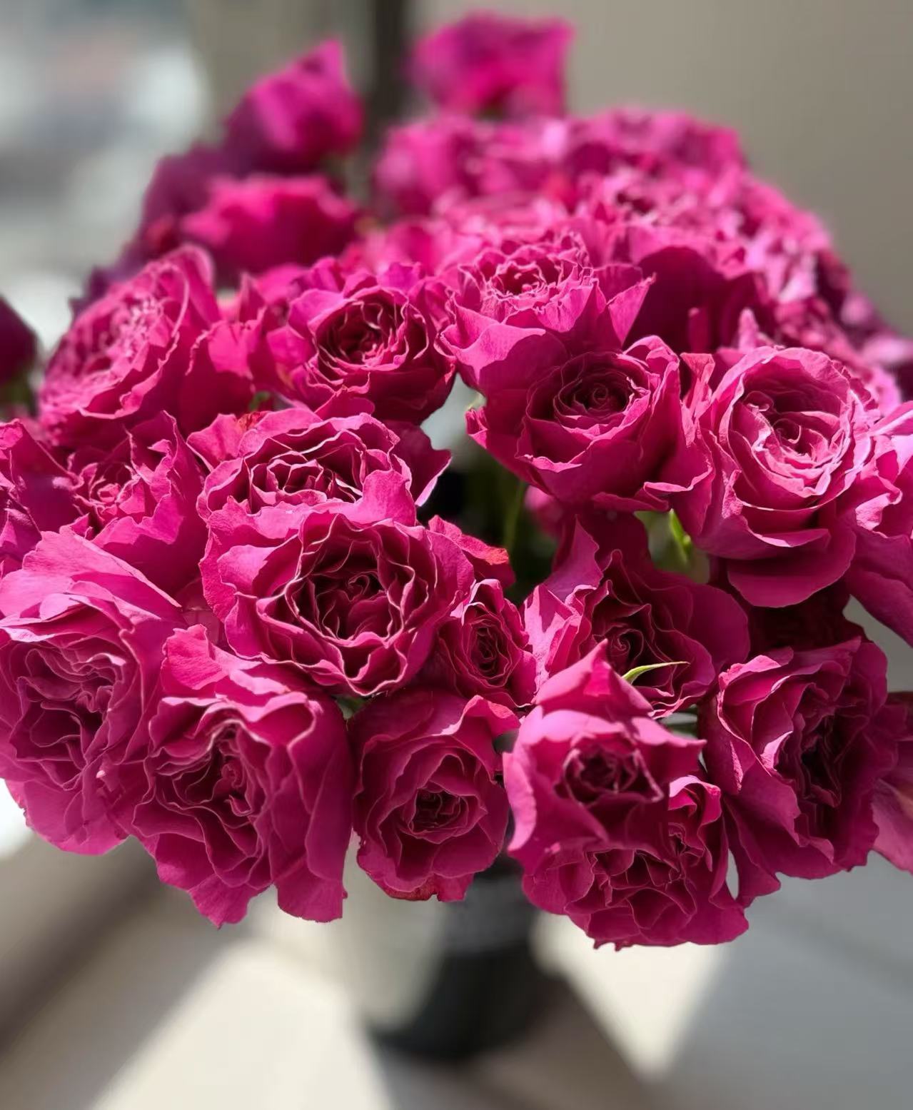 曼舞多头玫瑰 云南基地直发