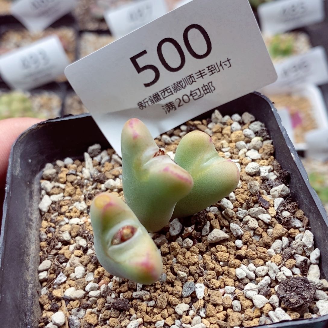 我的小姐姐们500