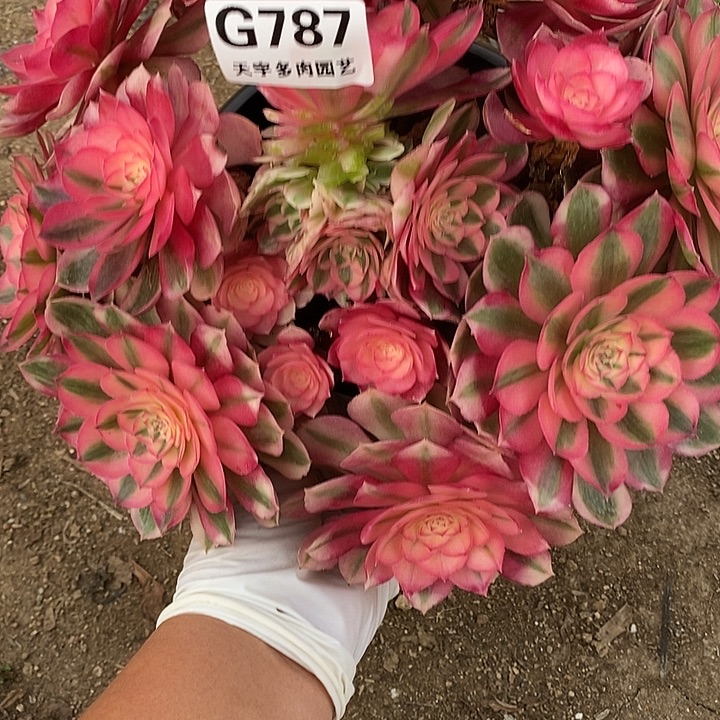 黑***咪多肉植物倾城787多肉