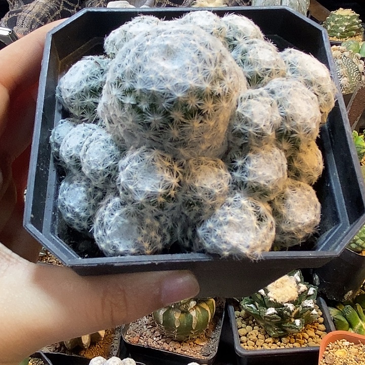 大春星群9公分1颗