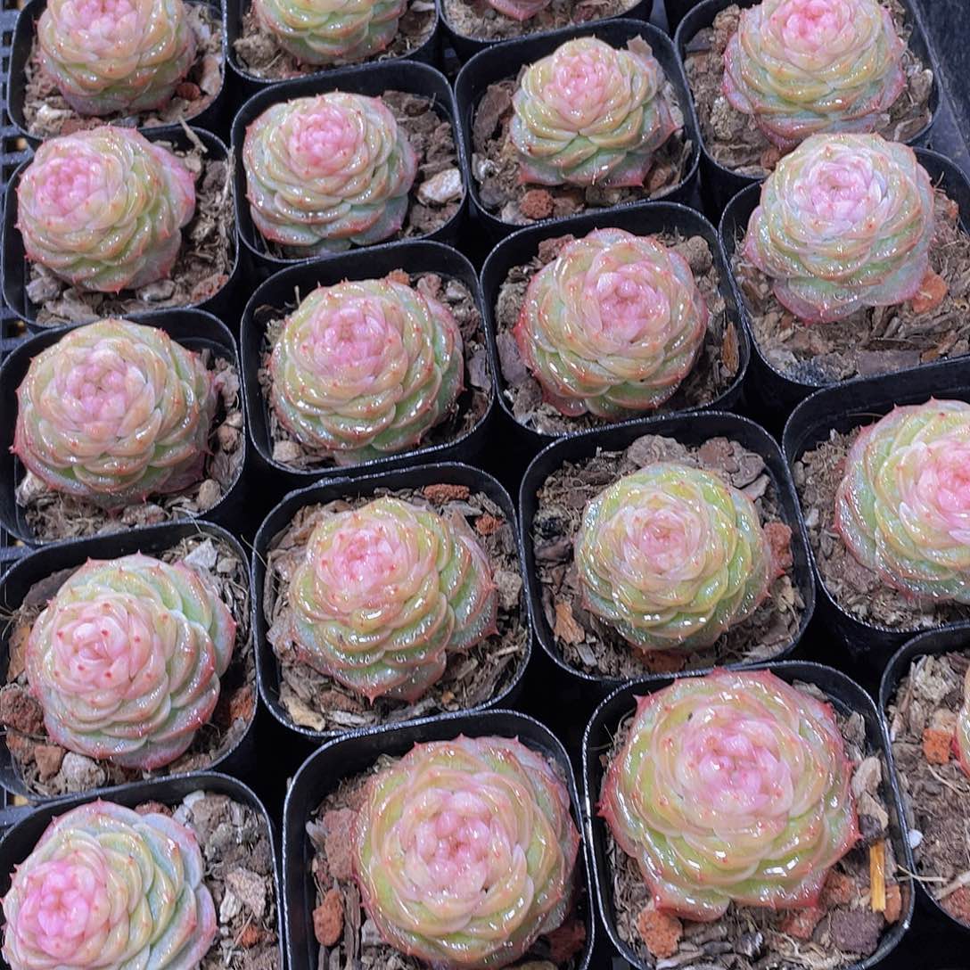 量拍76号 冻唇蜜珍妮单头一个