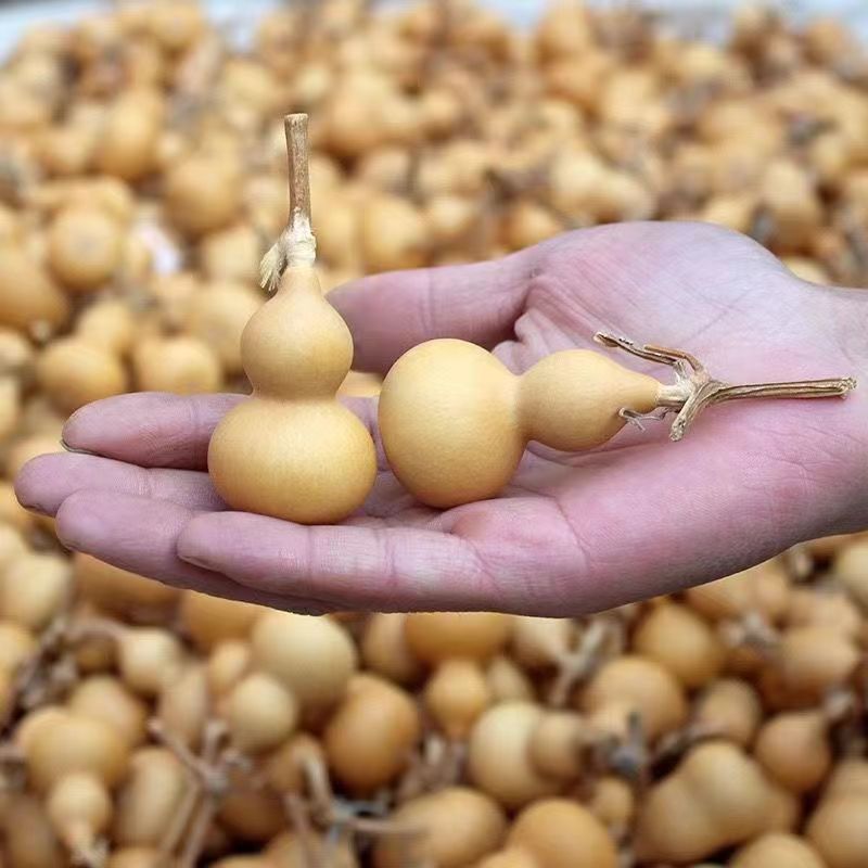 种植小葫芦文玩盘玩素葫芦(直播间选购专用链接)